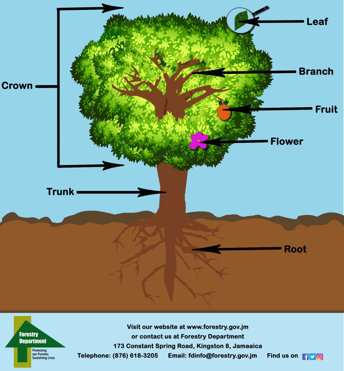 Parts Of A Tree Labelling Worksheets Sb12381 Sparklebox - Bank2home.com